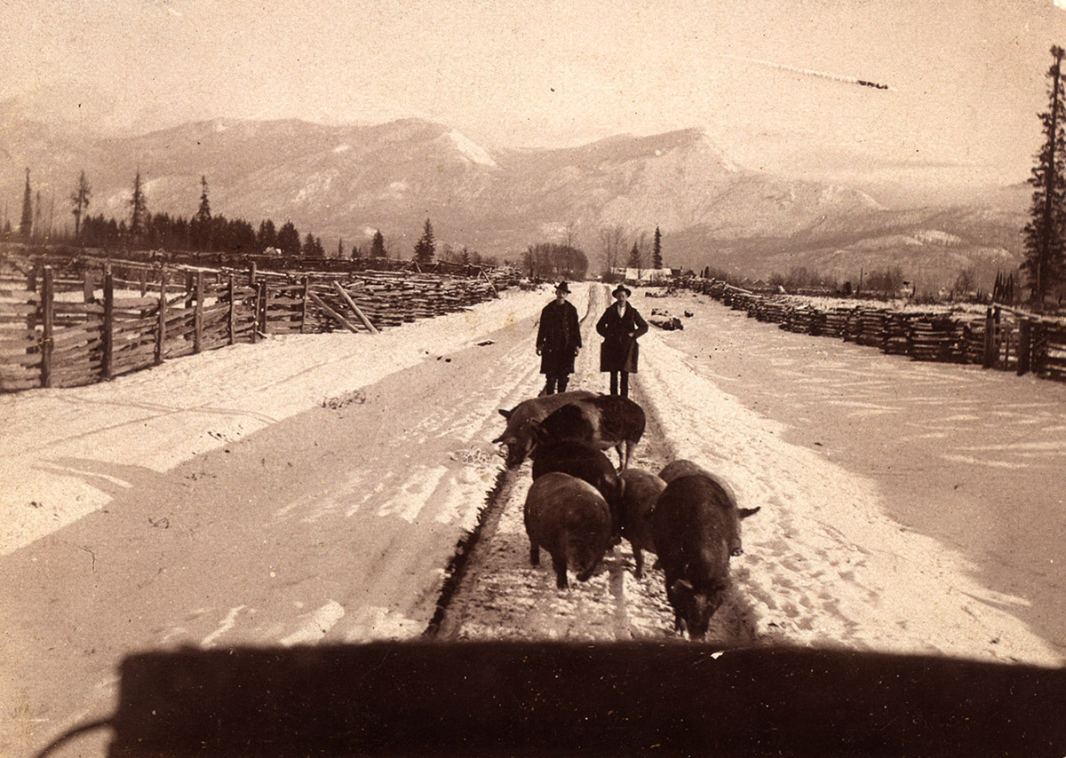 Taking the Pigs to Market