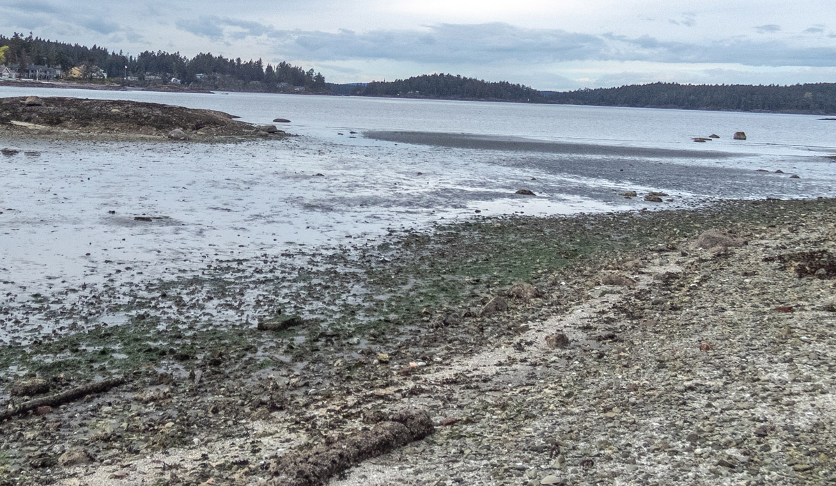 Beached Minke Whale