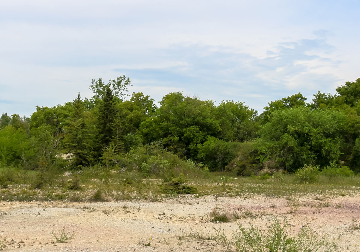 Horses in the Quarry