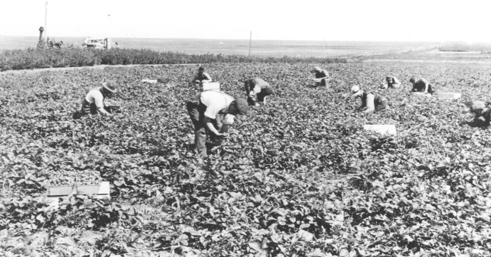 Potato Picking