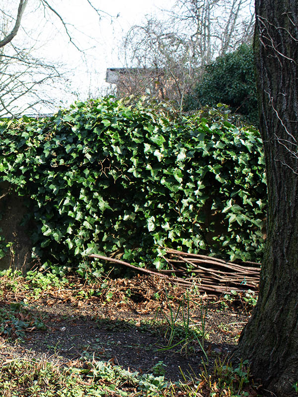 Goats in the Cemetery